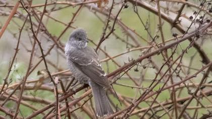 Barred Warbler