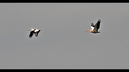 Great White Pelican