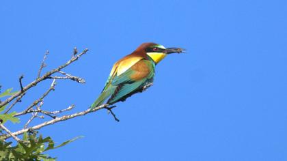 European Bee-eater