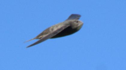 Pallid Swift