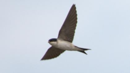 Common House Martin