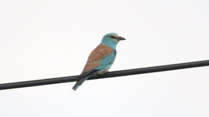 European Roller