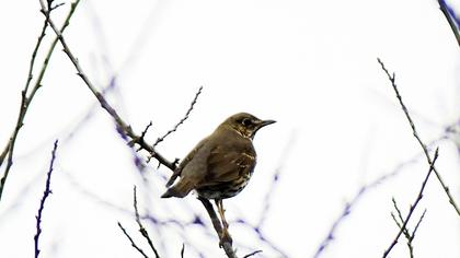 Mistle Thrush