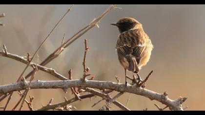 European Stonechat