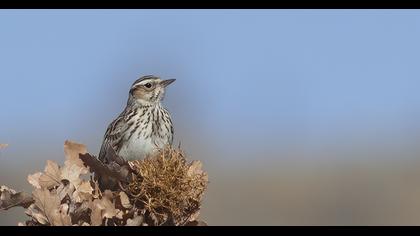 Woodlark