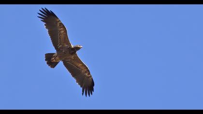 Lesser Spotted Eagle