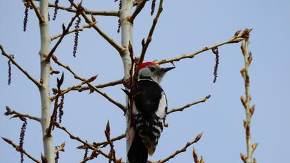 Middle Spotted Woodpecker