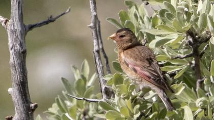 Eurasian Crimson-winged Finch