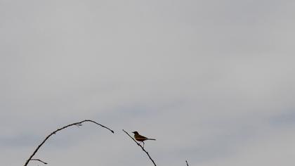 Western Yellow Wagtail