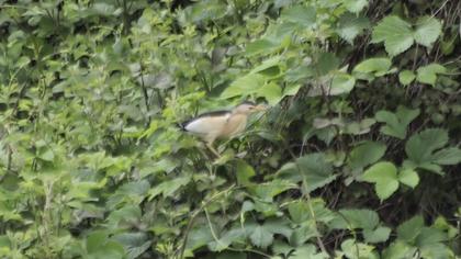 Little Bittern