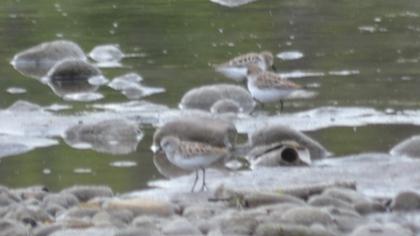 Little Stint