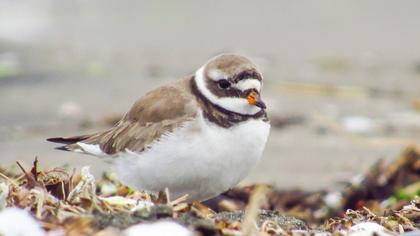 Common Ringed Plover