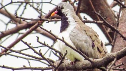 Namaqua Dove