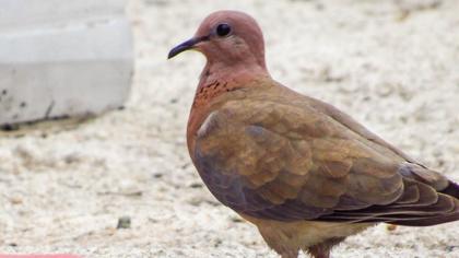 Laughing Dove
