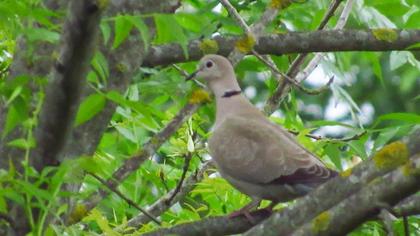 Eurasian Collared Dove