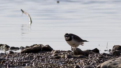 Little Ringed Plover