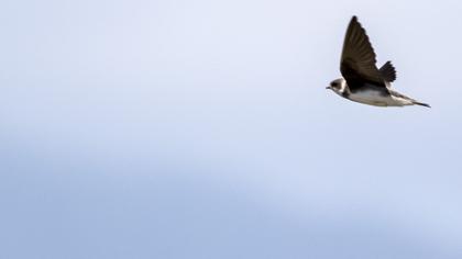 Sand Martin