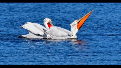 Dalmatian Pelican