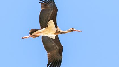 Black Stork