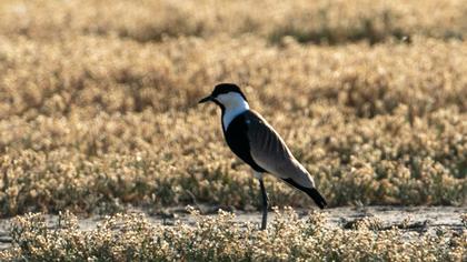 Spur-winged Lapwing