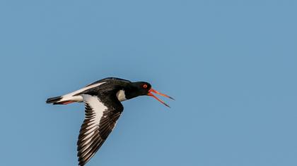 Eurasian Oystercatcher