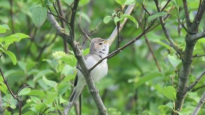 Eastern Olivaceous Warbler