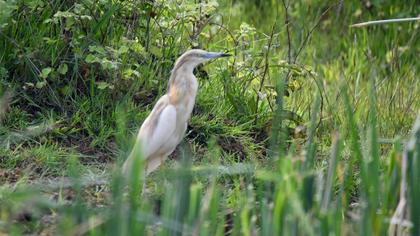 Squacco Heron