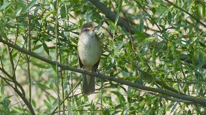 Great Reed Warbler