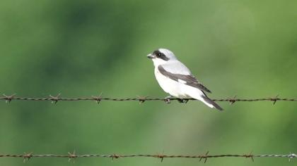 Lesser Grey Shrike