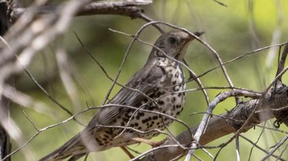 Mistle Thrush