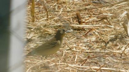 Black-headed Bunting