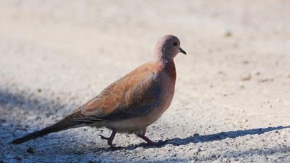 Laughing Dove