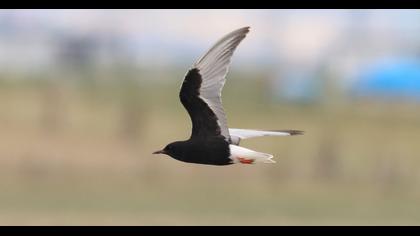 White-winged Tern
