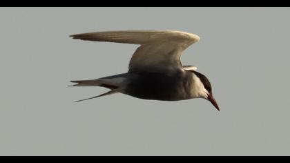 Whiskered Tern