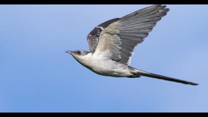 Great Spotted Cuckoo