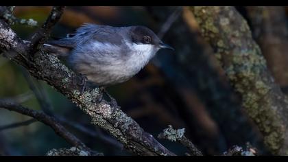 Eastern Orphean Warbler