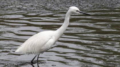 Little Egret