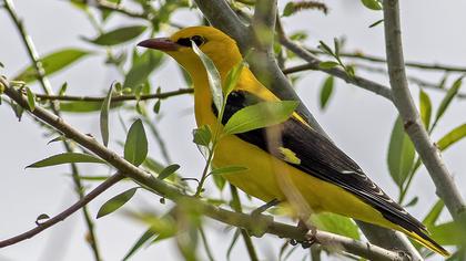 Eurasian Golden Oriole