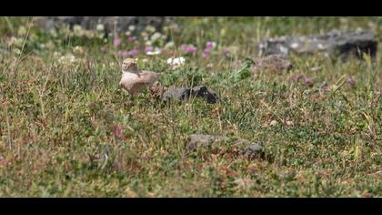 Bar-tailed Lark
