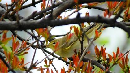 Wood Warbler