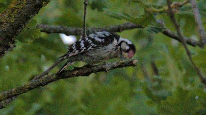 Lesser Spotted Woodpecker