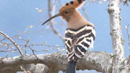 Eurasian Hoopoe