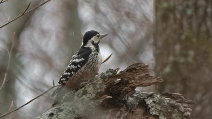 White-backed Woodpecker