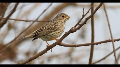 Corn Bunting