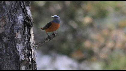 Common Rock Thrush