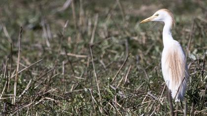 Western Cattle Egret