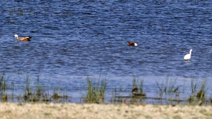 Ruddy Shelduck