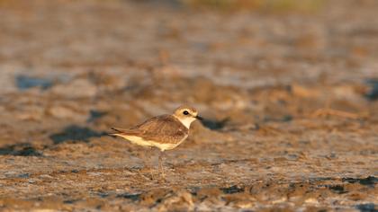 Kentish Plover