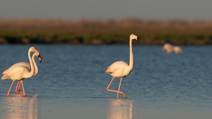 Greater Flamingo