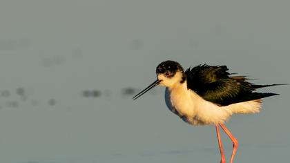 Black-winged Stilt